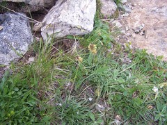 Plantago alpina