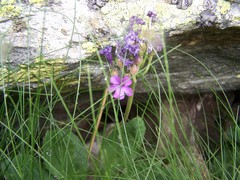 Primula latifolia