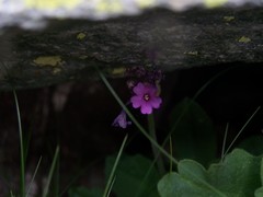 Primula latifolia