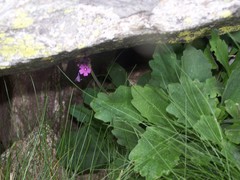 Primula latifolia