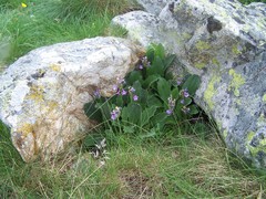 Primula latifolia