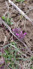 Lamium purpureum