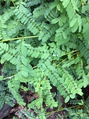 Abrus precatorius africanus