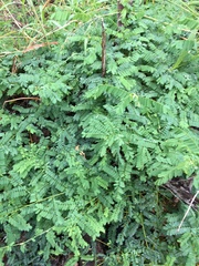 Abrus precatorius africanus