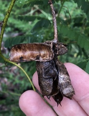 Abrus precatorius africanus