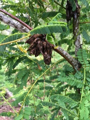 Abrus precatorius africanus