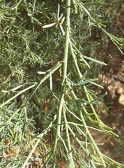 Psoralea forbesiae