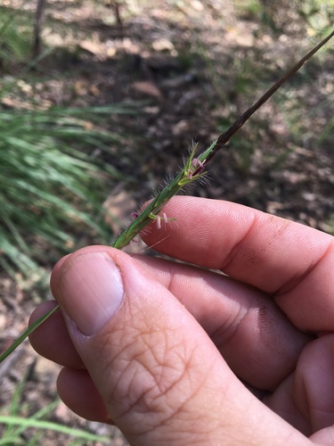 Heteropogon contortus