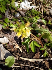 Corydalis cava marschalliana