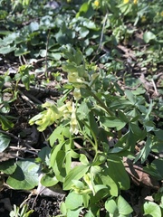 Corydalis cava marschalliana