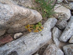 Sedum alpestre