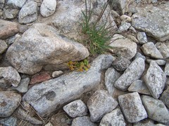 Sedum alpestre