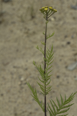 Tanacetum vulgare boreale