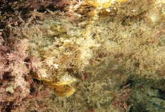 Helcogramma decurrens