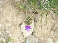 Viola valderia