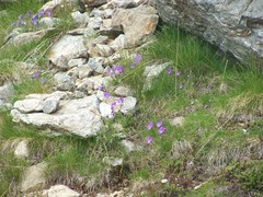 Viola valderia