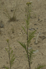 Tanacetum vulgare boreale