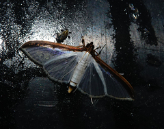 Cydalima laticostalis