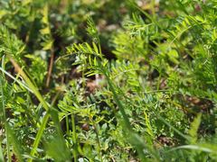 Vicia sativa nigra