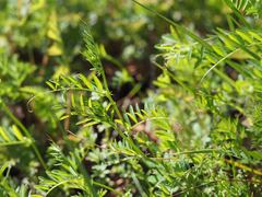 Vicia sativa nigra