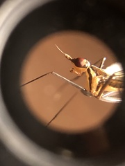 Telostylinus lineolatus