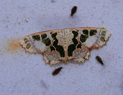 Scopula divisaria