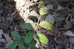 Calonectria