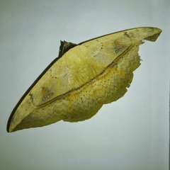 Lepidoptera