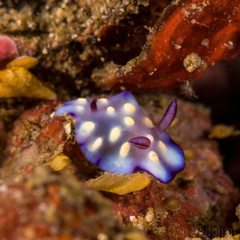 Goniobranchus hintuanensis