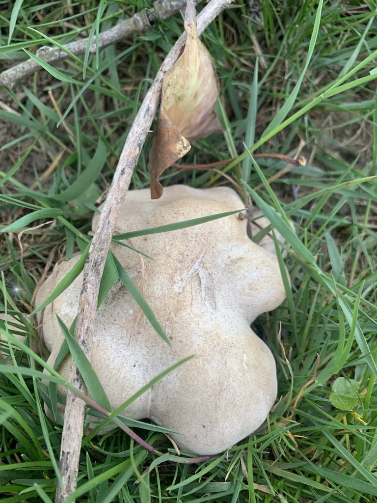 Calocybe gambosa