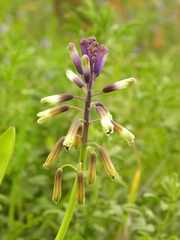 Bellevalia trifoliata