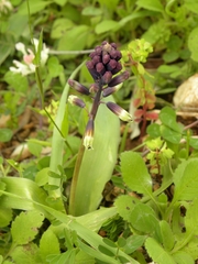 Bellevalia trifoliata