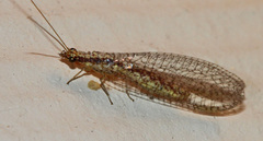 Eremochrysa punctinervis