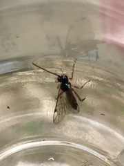 Diplazon laetatorius