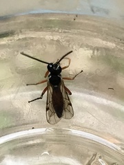 Diplazon laetatorius