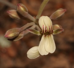 Pelargonium luteolum
