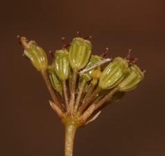 Annesorhiza laticostata