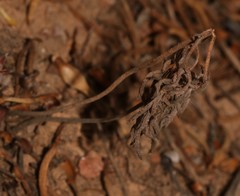 Pelargonium luteolum