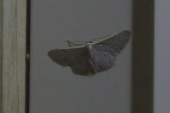 Idaea costaria