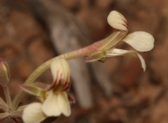 Pelargonium luteolum