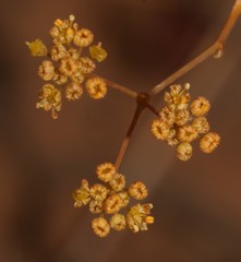 Annesorhiza laticostata