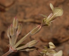 Pelargonium luteolum