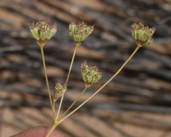 Annesorhiza laticostata
