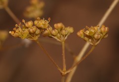 Annesorhiza laticostata