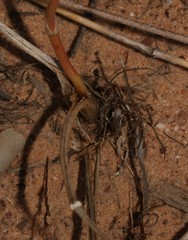 Annesorhiza laticostata