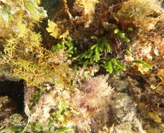 Caulerpa brownii