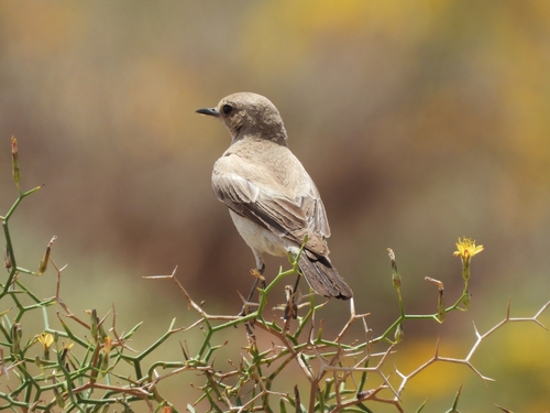 Desert Wheatear
