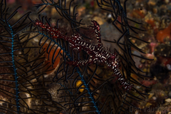 Solenostomus paradoxus