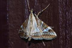 Agrioglypta fulguralis