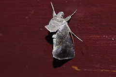 Chrysodeixis heberachis